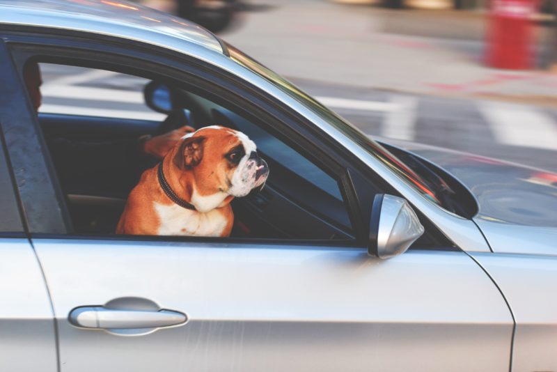 chien dans une voiture