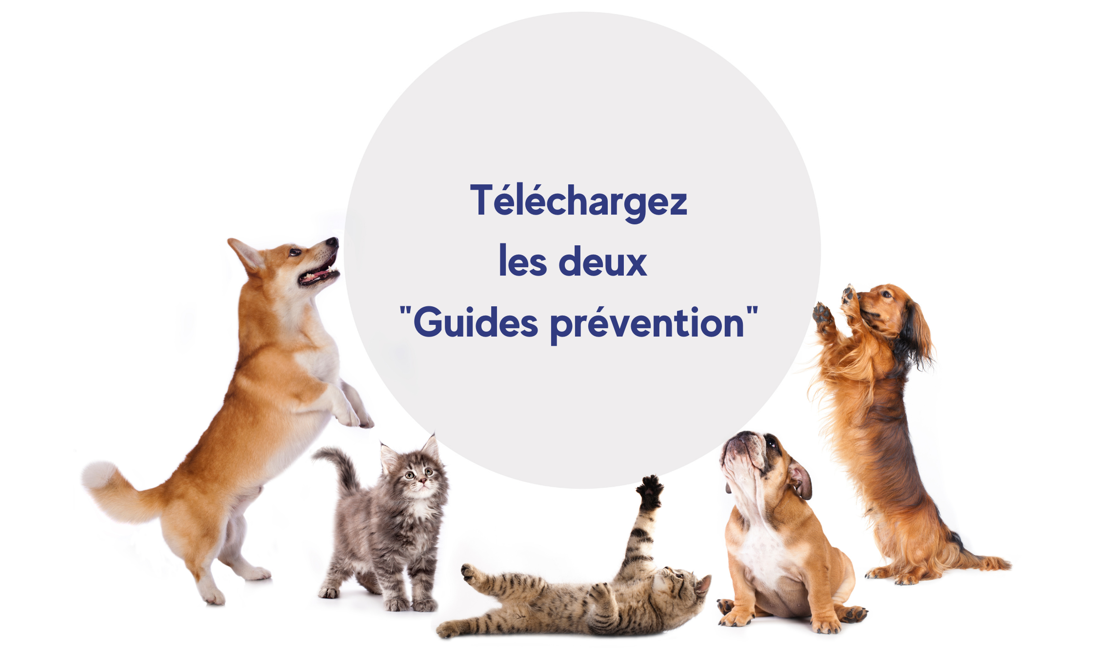 Actualites Des Passionnes Union Professionnelle Veterinaire